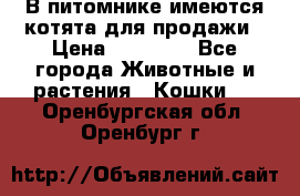 В питомнике имеются котята для продажи › Цена ­ 30 000 - Все города Животные и растения » Кошки   . Оренбургская обл.,Оренбург г.